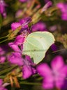 Carthusian Pink flowers with Brimstone butterfly