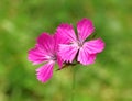 Carthusian Pink flowers (Dianthus carthusianorum)