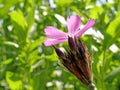 Carthusian Pink, medieval medicinal herb of the abbeys Royalty Free Stock Photo