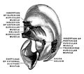 Cartilage of the Pinna, vintage illustration