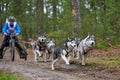 Carting dog mushing race