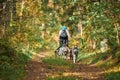 Carting dog sports, active Siberian Husky dogs running pulling dogcarts in forest, sled dog racing Royalty Free Stock Photo