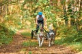 Carting dog sports, active Siberian Husky dogs running pulling dogcarts in forest, sled dog racing Royalty Free Stock Photo