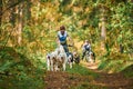 Carting dog sports, active Siberian Husky dogs running pulling dogcarts with people, sled dog racing Royalty Free Stock Photo