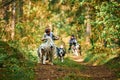 Carting dog sports, active Siberian Husky dogs running and pulling dogcarts with people in woods Royalty Free Stock Photo