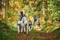 Carting dog sports, active Siberian Husky dogs running and pulling dogcarts with people in woods Royalty Free Stock Photo