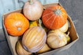 Carton box with many multicolored ripe fresh raw organic pumpkin at farmer market. Autumn halloween background Royalty Free Stock Photo