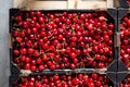 Freshly picked red ripe cherry in boxes