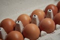 Carton egg tray with raw brown eggs arranged in rows on a rustic kitchen surface Royalty Free Stock Photo