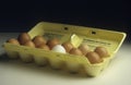 Carton of eggs, one of which is white not brown Royalty Free Stock Photo