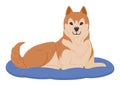 Cartoon akita inu lies in dog bed. Cute akita resting in dog bed, domestic pet flat vector illustration Royalty Free Stock Photo