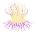 Cartoon anemon icon. Underwater fauna. Marine animal