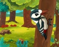 Cartoon animal scene - caricature - woodpecker