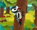 Cartoon animal scene - caricature - woodpecker