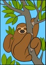 Cartoon animals. Cute lazy sloth hangs on the tree branch