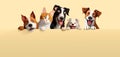 Cartoon animals dogs and cats look out from behind a yellow wall. Adorable pet heads Royalty Free Stock Photo