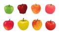 Cartoon apples. Summer red green and yellow sweet ripe fruits from orchard. Healthy organic juicy whole products