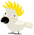 Cartoon asian animal bird cockatoo safari isolated illustration for children
