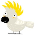 Cartoon asian animal bird cockatoo zoo isolated illustration for children