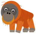 cartoon asian scene with asian animal monkey ape orangutan isolated illustration for children