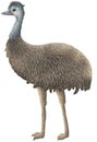 Cartoon Australian Emu