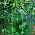 Cartoon background with forest overgrown with green leaves and lianas