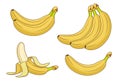 Cartoon banana fruits. Bunches of fresh bananas vector illustration Royalty Free Stock Photo