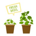 Cartoon basil plants in pot isolated on white.