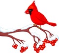 Cartoon beautiful cardinal bird posing on the berry tree