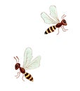 Cartoon bees. Little bee is flying. Collection of wasps.