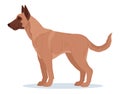 Cartoon belgian malinois. Service dog breed, purebred domestic pet. Belgian shepherd malinois guard or police dog flat vector