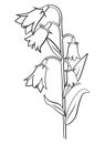 Cartoon bellflower vector coloring page outline. Coloring book of flowers for kids. Isolated on white background