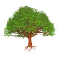 Cartoon big green tree isolated on white background. Royalty Free Stock Photo