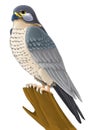 Cartoon bird - falcon flying - on white background