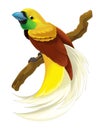 Cartoon bird paradise bird illustration for children Royalty Free Stock Photo