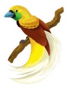 Cartoon bird paradise bird illustration for children Royalty Free Stock Photo