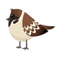 Cartoon bird. Sparrow vector illustration