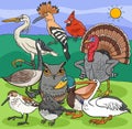 Cartoon birds animal comic characters group
