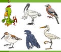 Cartoon birds species animal characters set