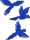 Cartoon birds. Three parrots blue macaw fly and smile
