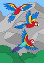 Cartoon birds. Three parrots red macaw fly and smile