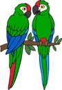 Cartoon birds. Two cute parrots green macaw sit on the tree branch Royalty Free Stock Photo