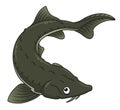 Cartoon black sturgeon