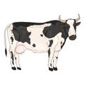 Cartoon Black and White Spotted Cow. Vector Comics Style Illustration