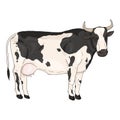 Cartoon Black and White Spotted Cow. Vector Comics Style Illustration Royalty Free Stock Photo