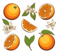 Cartoon blossoming oranges