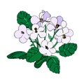 Cartoon, bouquet Violets indoor flowers. Sketch outline, on a white background, outline hand drawing, vector illustration, floral