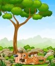 Cartoon boy lay down using binoculars with a leopard in the jungle Royalty Free Stock Photo