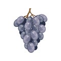 Cartoon branch of ripe blue grapes, vector illustration .