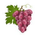 Cartoon branch of ripe red grapes, vector illustration.